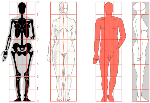 Proportionen des menschlichen Körpers
