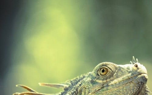 Will Jenkins, dem diese Aufnahme eines Iguana in Costa Rica gelang. In der Gruppe der 11-14-Jährigen gehörte er mit diesem Bild zu den Finalisten