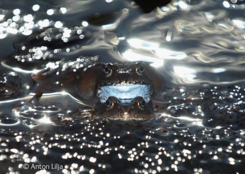 NHM Wildlife Photographer of the Year 2014 - 50 Jahre prämierte Tierfotografie Kunstwerke tierfotografie In der Gruppe der 15-17-jährigen Fotografen ragte der Schwede Anton Lilja mit seiner Aufnahme einer Befruchtung unter Fröschen heraus.
