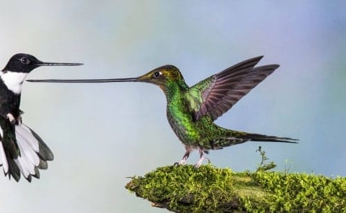 NHM Wildlife Photographer of the Year 2014 - 50 Jahre prämierte Tierfotografie Kunstwerke tierfotografie Jan van der Greef hielt diesen tierischen Abstandshalter aus dem ecuadorianischen Dschungel im Bild fest.