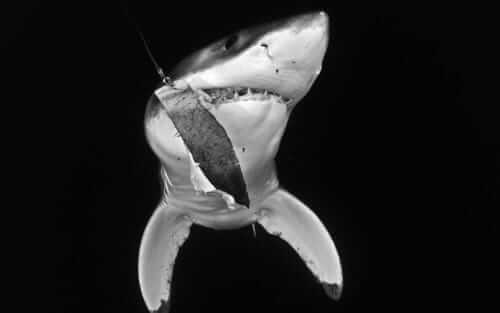 Der Riss auf der Bauchseite des jungen weißen Hais zeugt von dem Kampf gegen eine Langleine. Rodrigo Friscione Wyssmann hielt den traurigen Anblick vor der Pazifikküste Baja Californias in Mexiko fest.