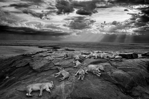 NHM Wildlife Photographer of the Year 2014 - 50 Jahre prämierte Tierfotografie Kunstwerke tierfotografie Siegerfoto 2014: Ein Löwenrudel auf einem Felsen im tansanischen Serengeti-Nationalpark