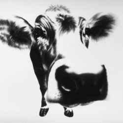 Kohlezeichnung "Curious Cow" von Ira van der Merwe