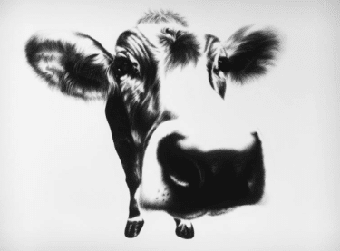 Kohlezeichnung "Curious Cow" von Ira van der Merwe