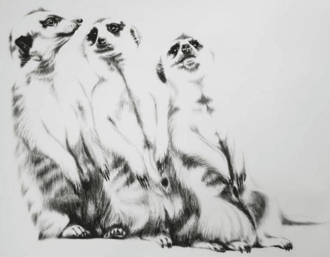Kohlezeichnung "The Three Meerkats (2. Studie)" von Ira van der Merwe