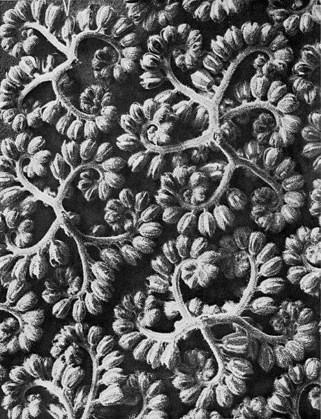 Büschelkraut von Karl Blossfeldt