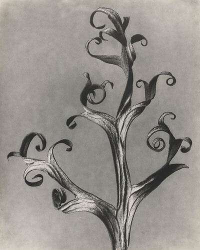 Karl Blossfeldt: Delphinium, Rittersporn, Pinakothek der Moderne, München