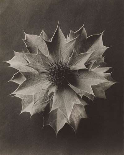 Karl Blossfeldt, Eryngium maritimum, Stranddistel