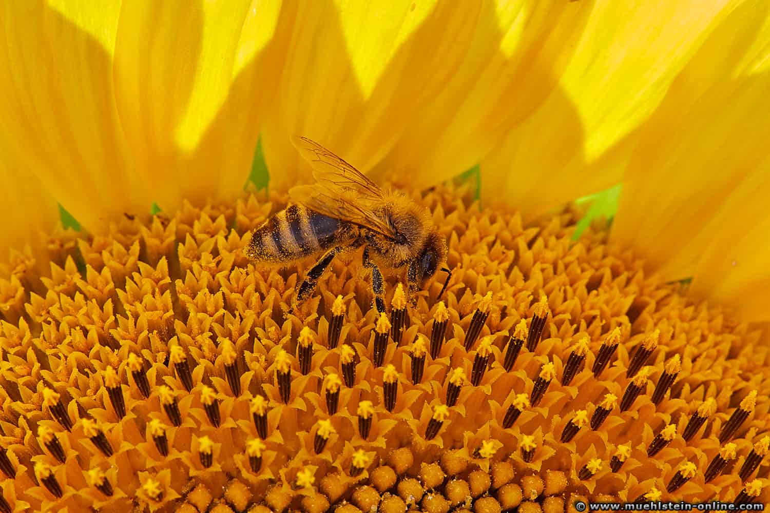 Ein kleines Bienchen auf einer Sonnenblume - Fotografie von Michael Muehlstein