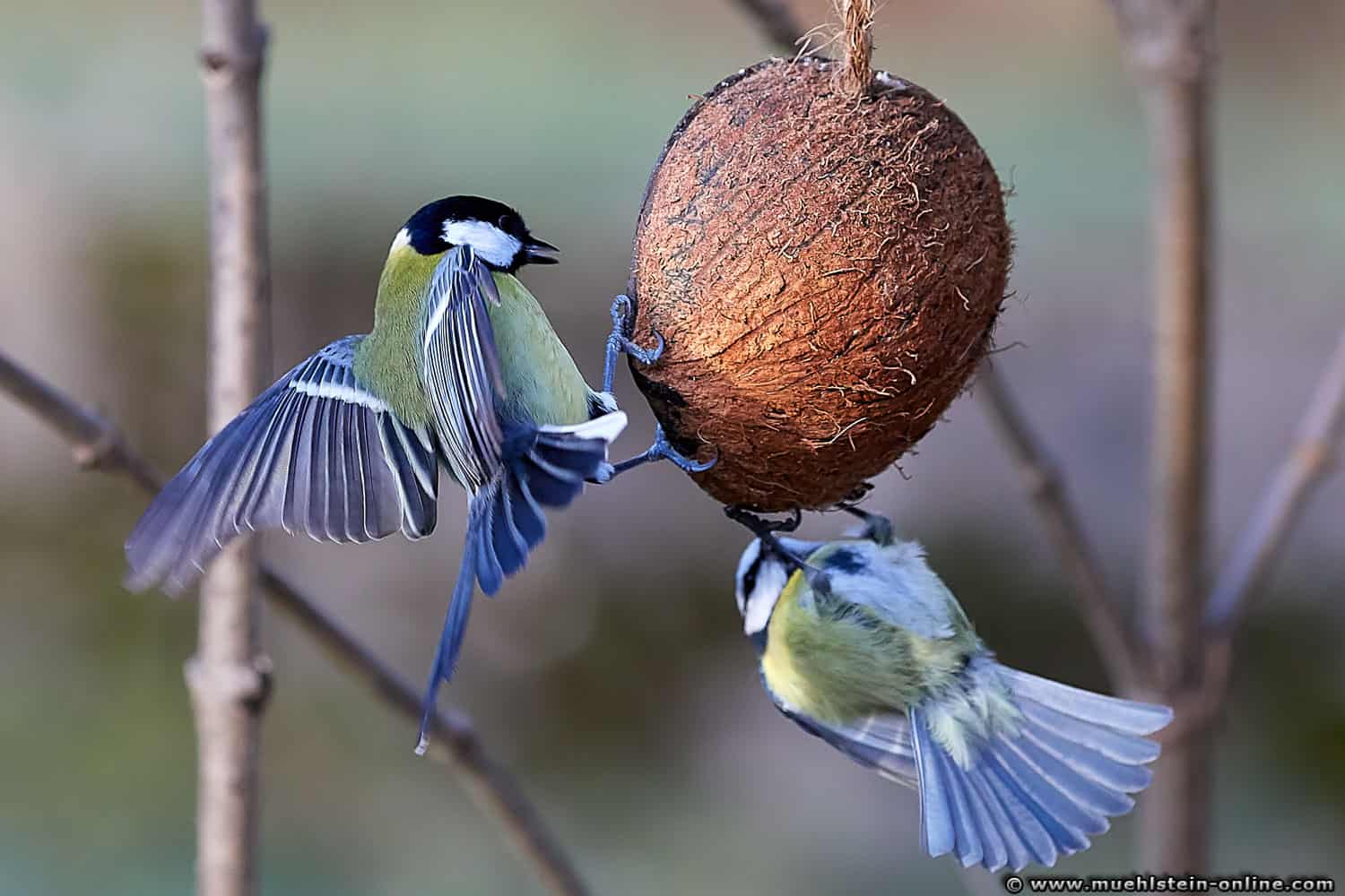 Kohlmeise und Blaumeise beim Kampf um die Kokosnuss - Fotografie von Michael Mühlstein