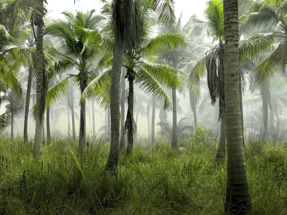 Kokosnusspalmen im Nebel - Naturfotografie von Hans Eiskonen