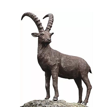 Gartenskulptur "Steinbock", Bronze Der Steinbock ist der unbestrittene Herrscher des Hochgebirges und wagt sich in Höhen, die anderen Tieren längst verwehrt sind.