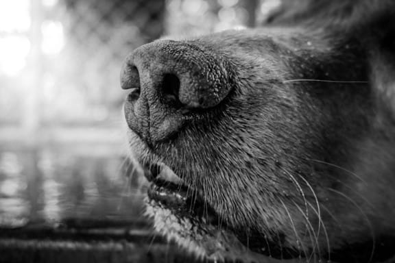 Der Hund in der Kunstgeschichte Kunstgeschichte man ray Vierbeiner haben einen sehr ausgeprägten Geruchssinn, der bis zu 100.000-mal besser ist als der des Menschen
