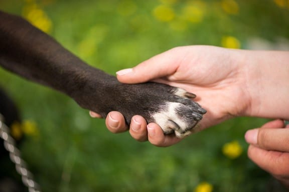 Der Hund ist nicht nur der beste Freund des Menschen, sondern auch ein beliebtes Motiv in der Kunst