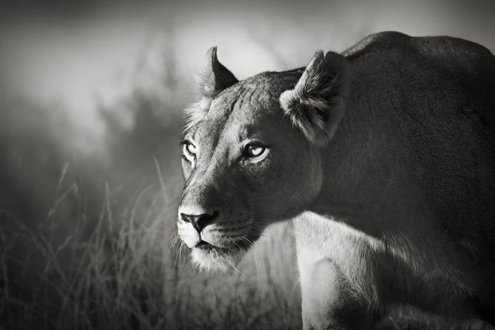 Kameraperspektive + Spiel mit Licht und Schatten + Bildausschnitt = gelungene Fotografie eines Löwen