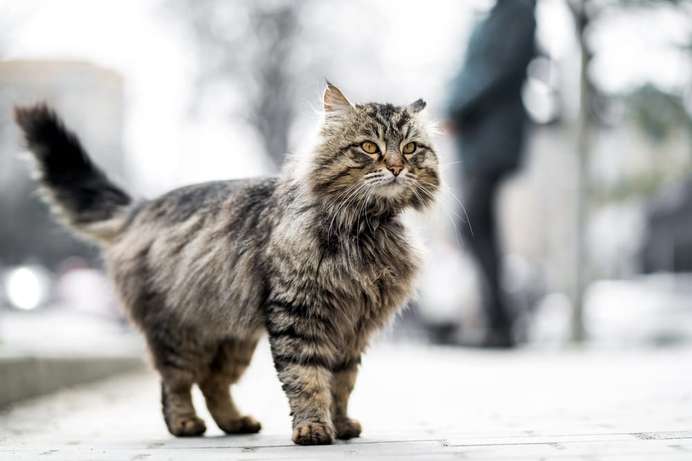 Die Aufnahme dieser anmutigen Katze wirkt aufgrund der Perspektive auf Augenhöhe zusammen mit dem gewählten Bildausschnitt im Hintergrund sehr interessant