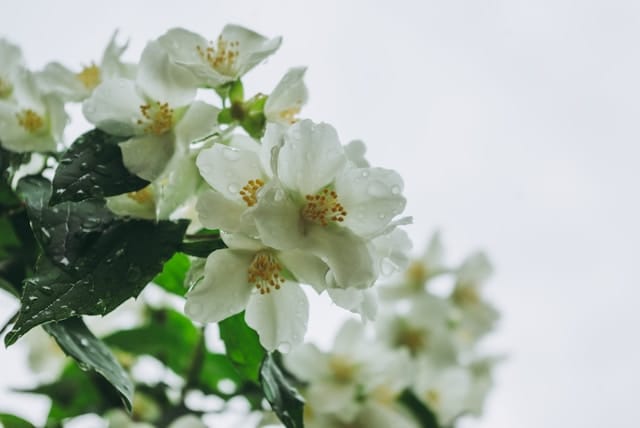 Jasmin ist Wellness für die Sinne