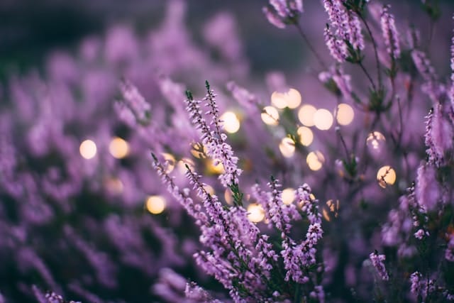 Lavendel bringt Entspannung und Klarheit