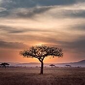 Die reiche und vielfältige Natur sowie die lebendige Kultur Afrikas haben Künstler seit Jahrhunderten inspiriert