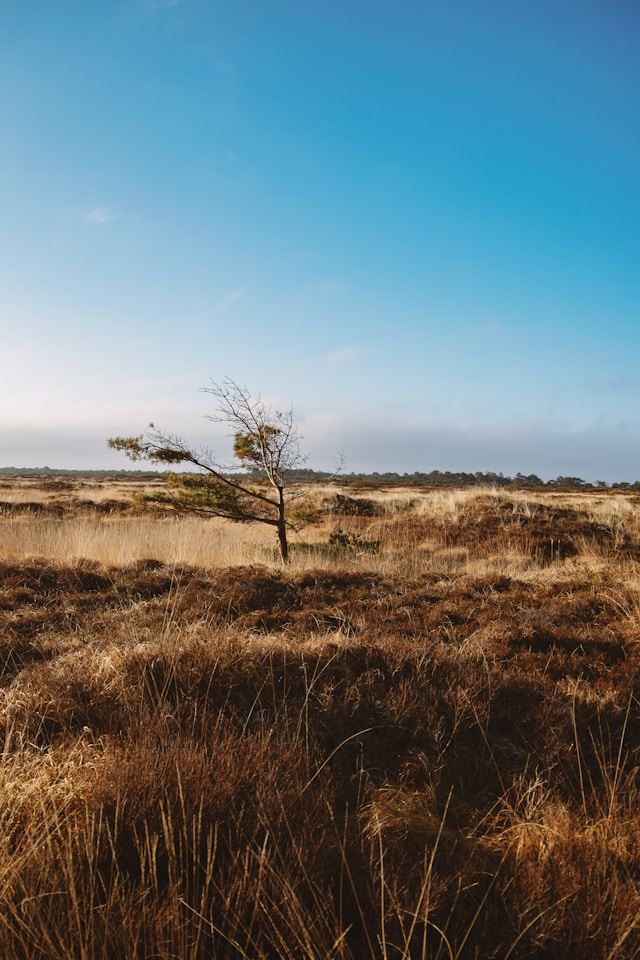Lakolk Strand, Rømø