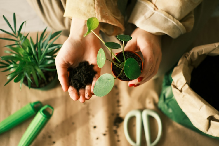 I rivenditori che dispongono di propri vivai o di una stretta collaborazione con i coltivatori sono più propensi a utilizzare metodi rispettosi dell'ambiente, come la coltivazione senza torba e imballaggi in plastica minimi.
