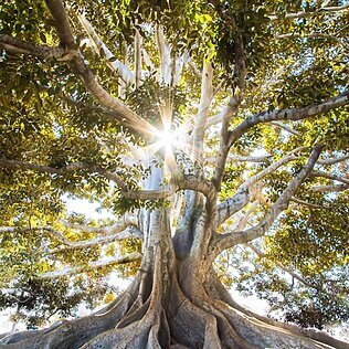 El símbolo del árbol de la vida está profundamente arraigado en el suelo de la civilización humana