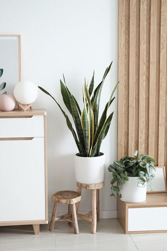 Plant Styling: von Zimmerpflanzen zum Design-Statement