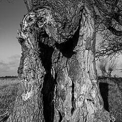 Pareidolie-Fotografie "baumkörper03" (2020) von Friedemann Baader