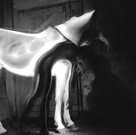 Abstrakte Tierfotografie "cheval blanc 04" von Gérard Pétremand