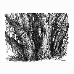 Lithografie "Buchengruppe" (2006), von Günter Grass, aus Bilderzyklus "Moener Tagebuch"