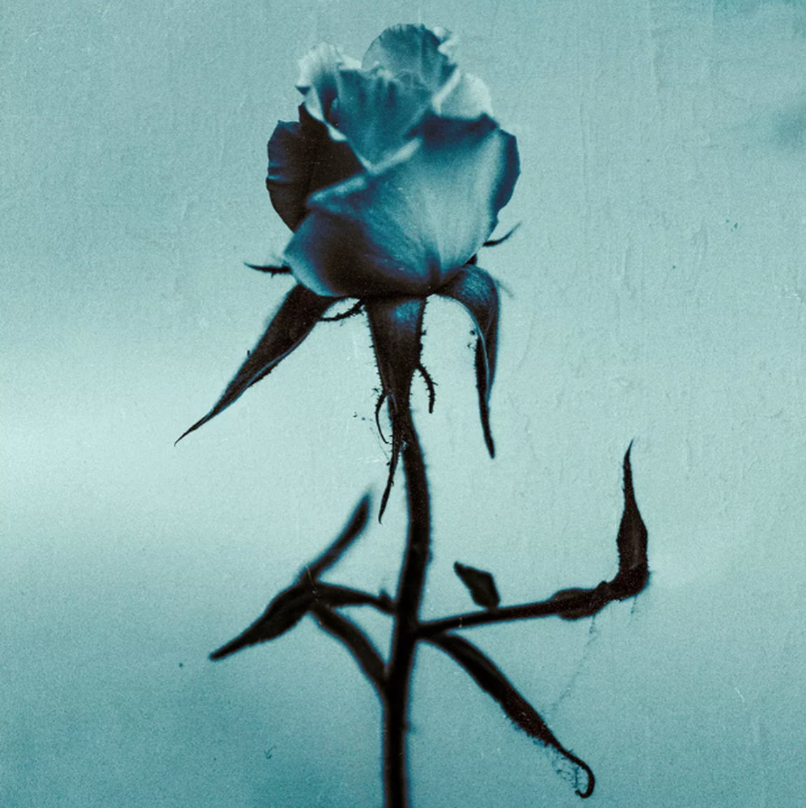 Mixed media illustration “Rosalie” (2021) by Teis Albers